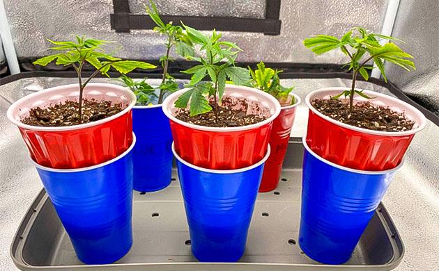 Питательная смесь General Hydroponics для молодых клонов Подкормка клонов Blueberry Muffin для стимуляции роста