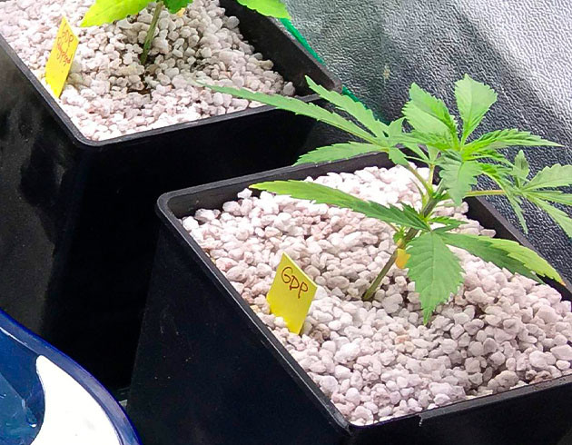 Рост марихуаны и пересадка в большой горшок Росток Grandaddy Purple на 2 неделе