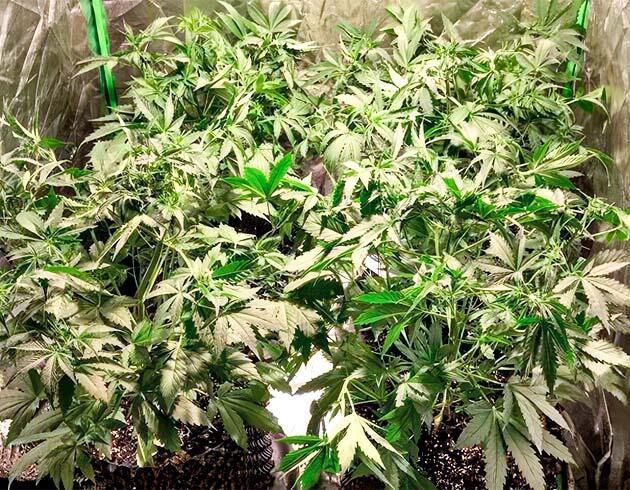 Пятая неделя роста каннабиса