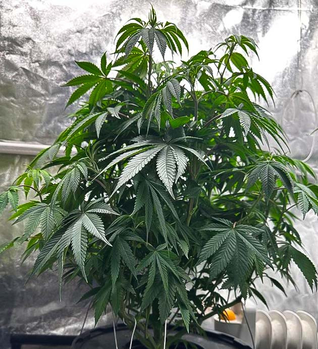 Конопля на 8 - 9 неделе роста