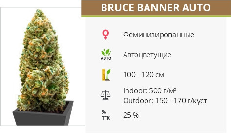 Bruce Banner Auto fem от Monster Genetics