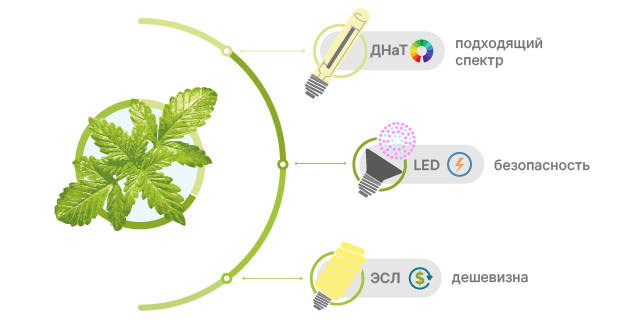 Освещение конопли