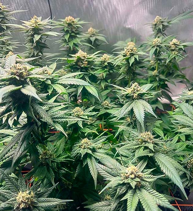 13 неделя роста марихуаны