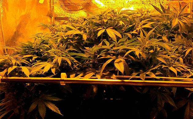 Марихуана ростом 55 см