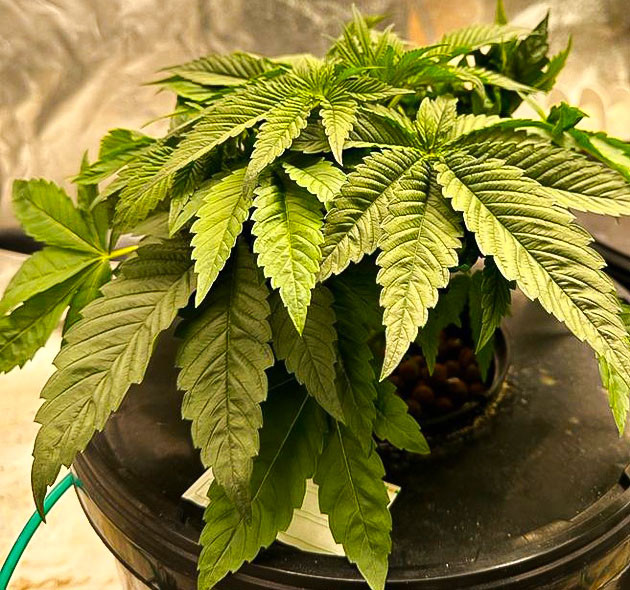 4 неделя роста сорта Roze Runtz