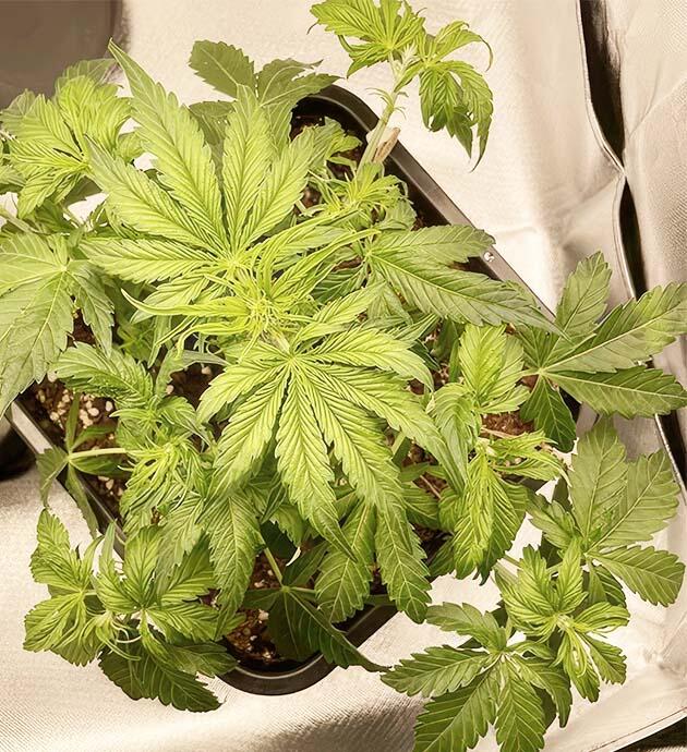 Конопля ростом 18 см