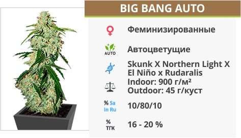 Big Bang auto Big Bang auto