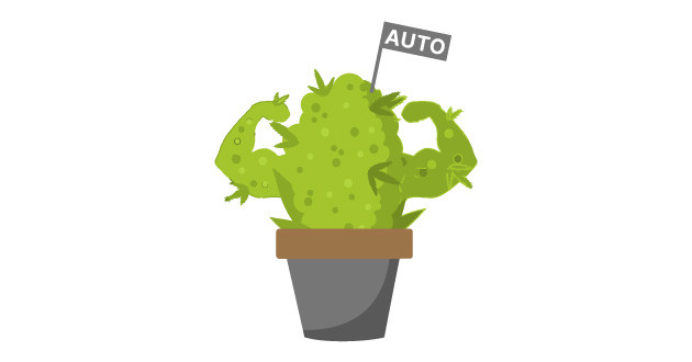 Методы выращивания автоцветущих сортов Методы выращивания автоцветущих растений