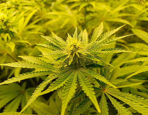 Набор массы и объема на 10 неделе