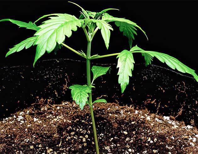 Активная вегетация каннабиса в домашнем гроубоксе