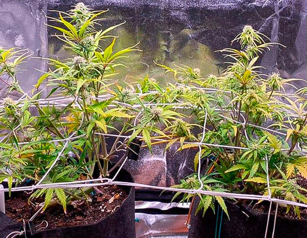 Цветение марихуаны