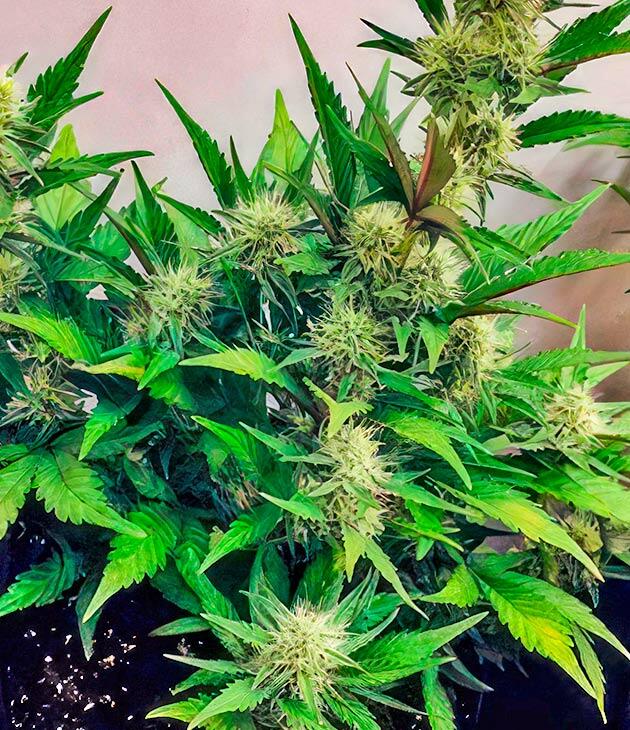 Шишки конопли с заметными трихомами