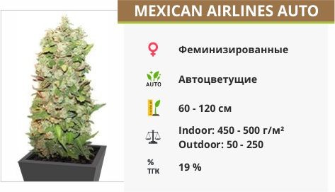 Сорт конопли Mexican Airlines auto Mexican Airlines auto (FastBuds Seeds)
