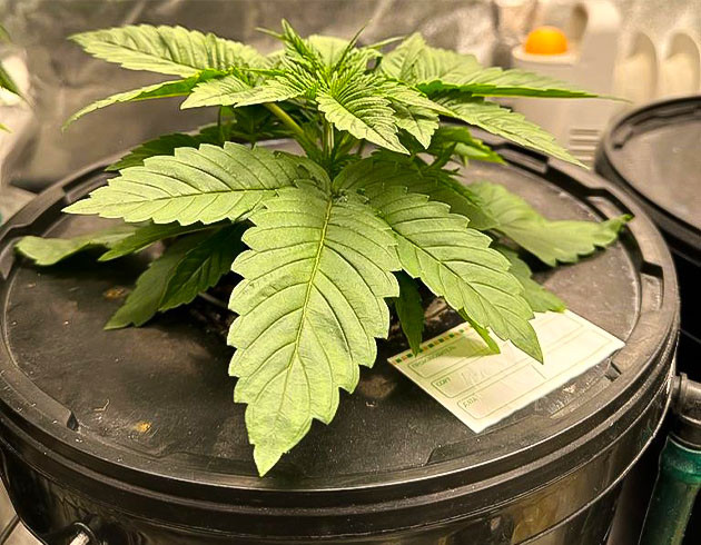 3 неделя роста Roze Runtz