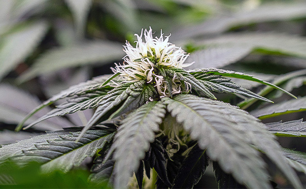 7 неделя выращивания Соцветие конопли на 7 неделе