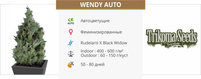 описание сорта Wendy Auto