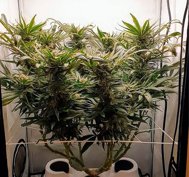 Пожелтение листьев конопли Показатель pH нестабилен