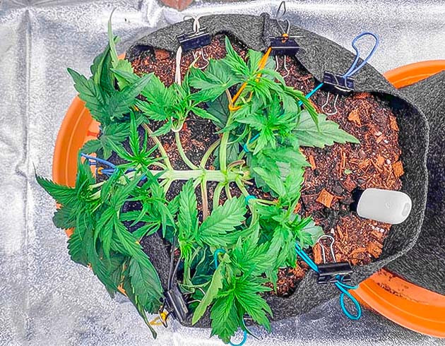 Вегетация марихуаны
