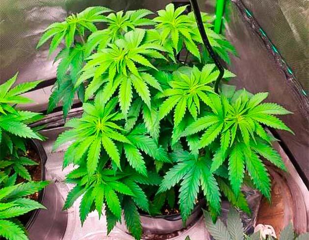 Куст каннабиса ростом 50 см