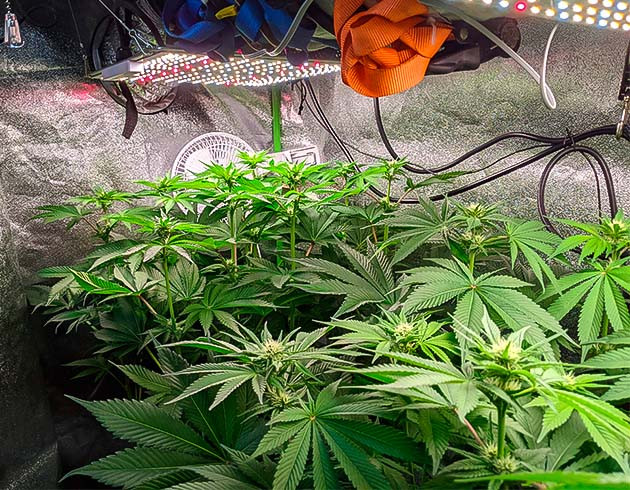 Гидропоника: рост и корректировка света Замедление роста конопли и корректировка света