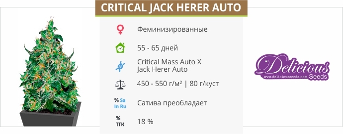 описание сорта Critical Jack Herer Auto