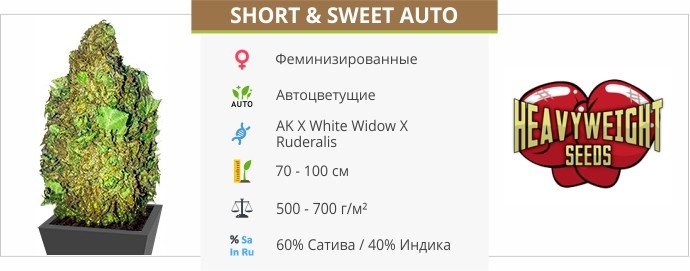 описание сорта Short Sweet Auto