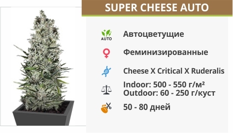 описание сорта Super Cheese Auto описание сорта Super Cheese Auto