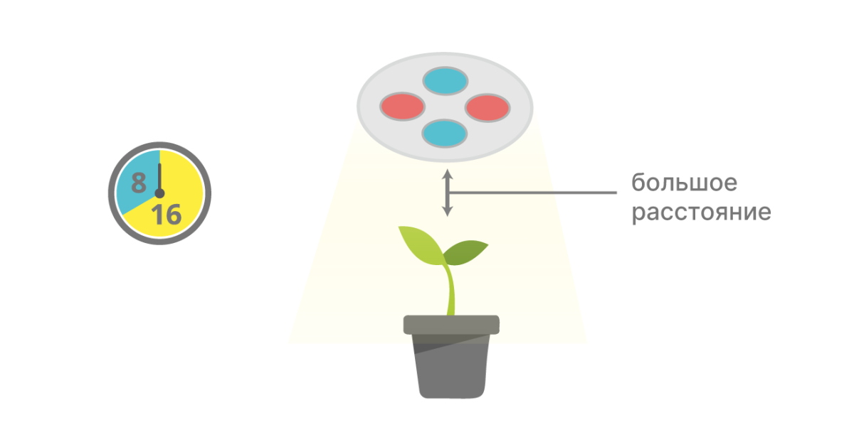 Освещение ростков конопли Большое расстояние и режим освещения