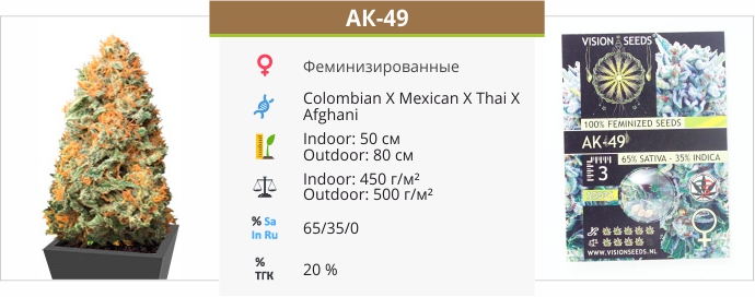 описание сорта АК-49 АК-49