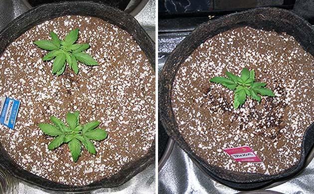 Два куста марихуаны в одном горшке на ранней стадии