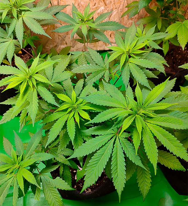 Марихуана прибавила в росте 10 см