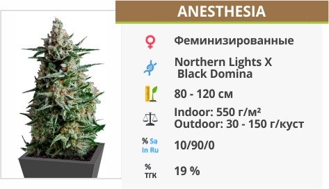 Anesthesia