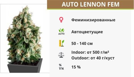 Сорт конопли Auto Lennon Auto Lennon fem (Pyramid Seeds)