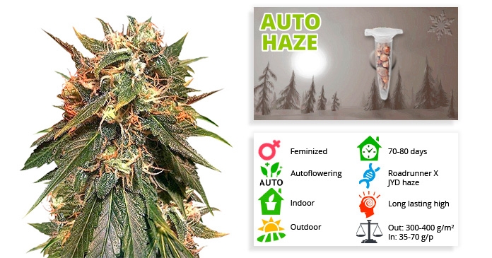 Auto Haze