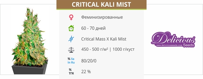 описание сорта Critical Kali Mist