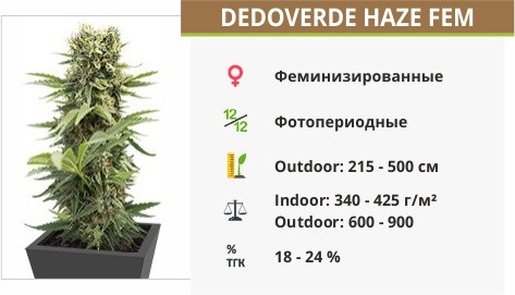 Сорт конопли Dedoverde Haze Dedoverde Haze