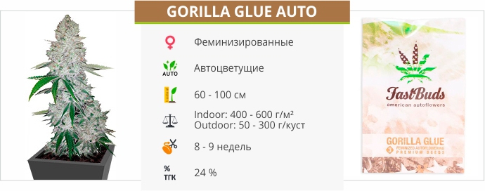 описание сорта Gorilla Glue Auto описание сорта Gorilla Glue Auto