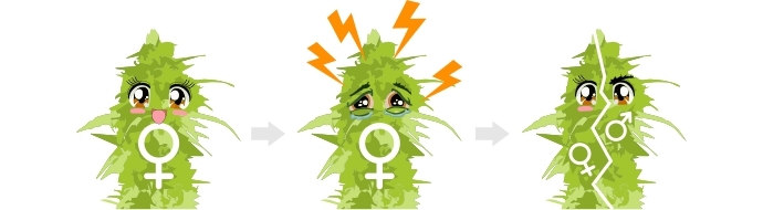 Гибрид из-за стресса фемки Недостатки фемок