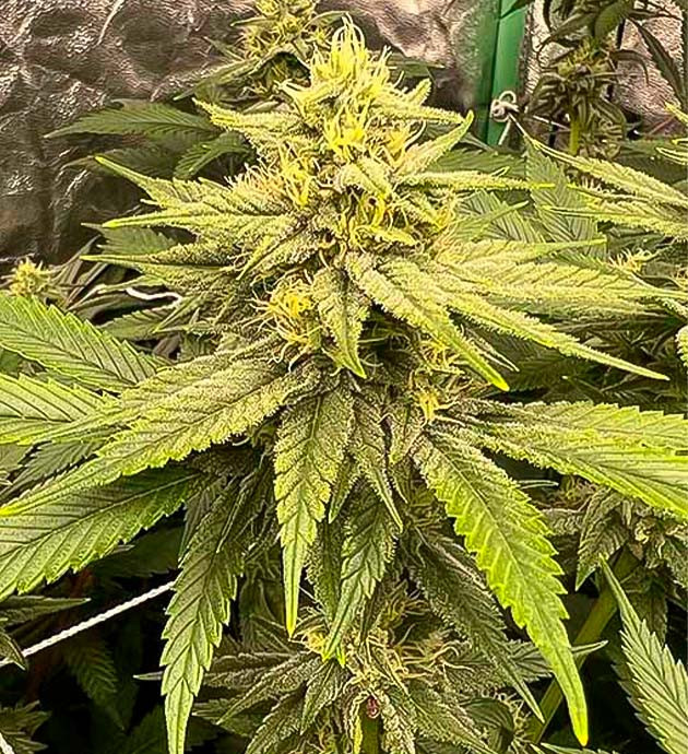 Конопля сорта Apple Betty ростом 80 см