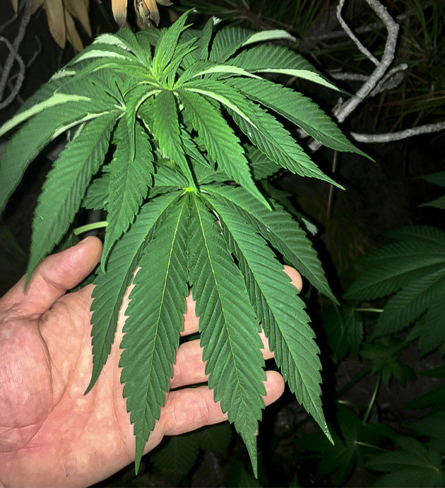 Лист конопли на 10 неделе выращивания