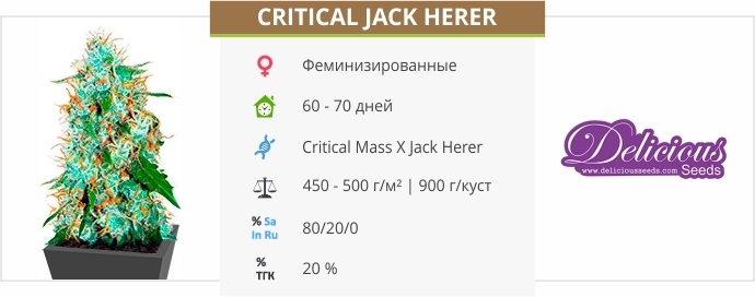 описание сорта Critical Jack Herer