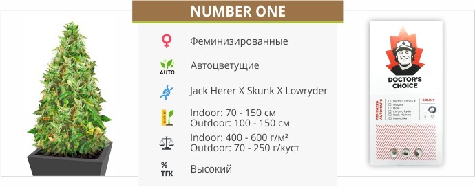 Number One auto (Doctor’s Choise)