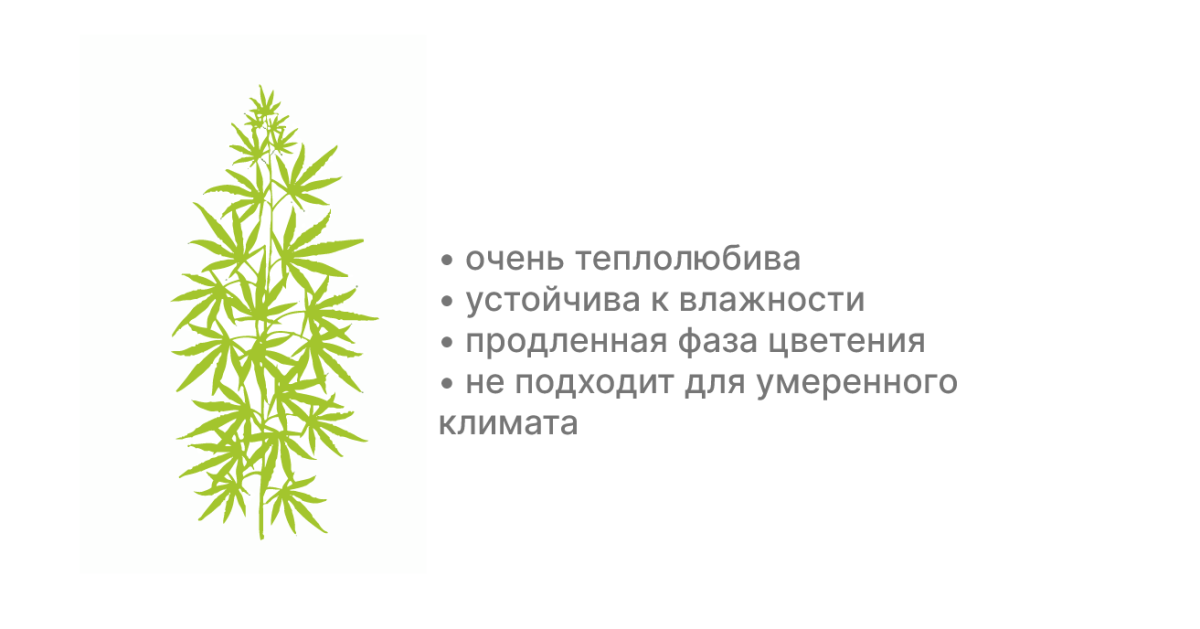 Особенности сативных сортов