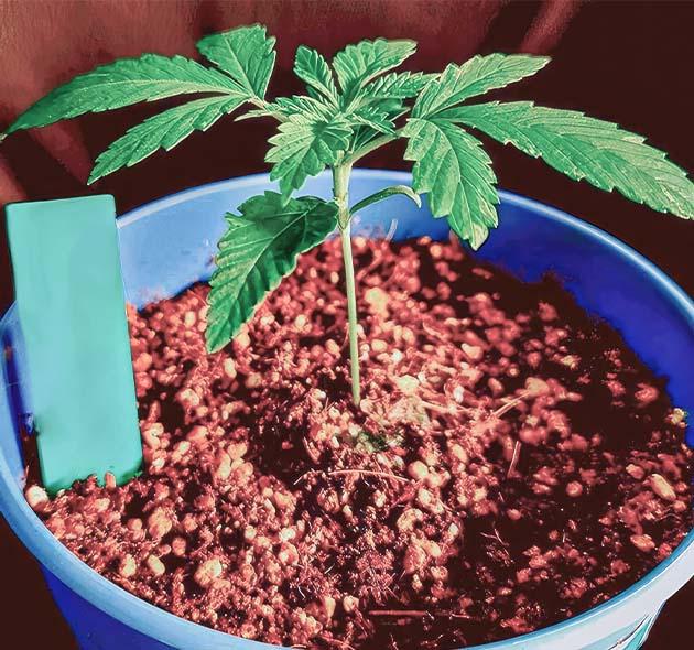 Куст конопли на 1 неделе выращивания