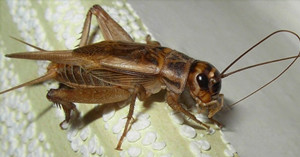 Пятнистый сверчок