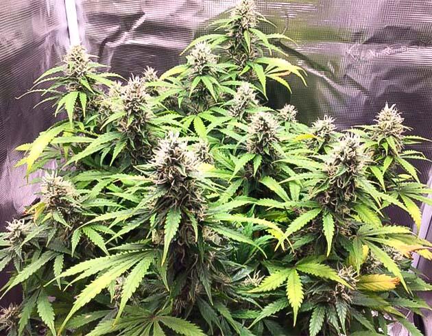 Godzilla Cookies Auto на 11–12 неделе цветения