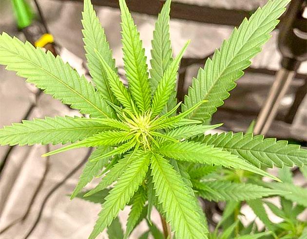 Капитальная дефолиация марихуаны Конопля на 10 неделе роста