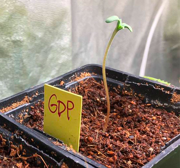 Проращивание семени марихуаны и высадка ростка в горшок Росток Grandaddy Purple ростом 3 см