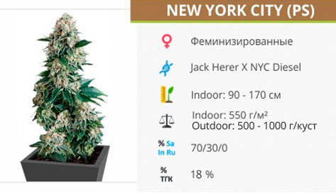 Сорт марихуаны New York City New York City от Pyramid Seeds