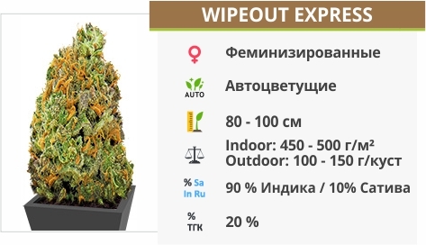 описание сорта Wipeout Express